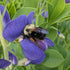 Baptisia australis Blue Wild Indigo with a Bee Butt : Image Credit: Chaz Morenz 20240603