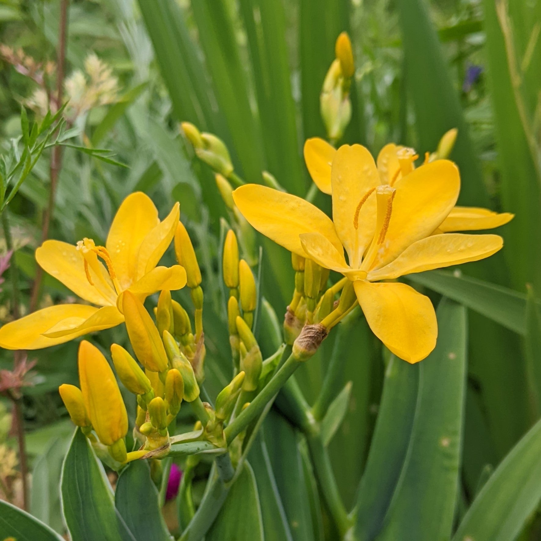 Belamcanda chinensis Hello Yellow Blackberry Lily Image Credit: Chaz Morenz 20230806