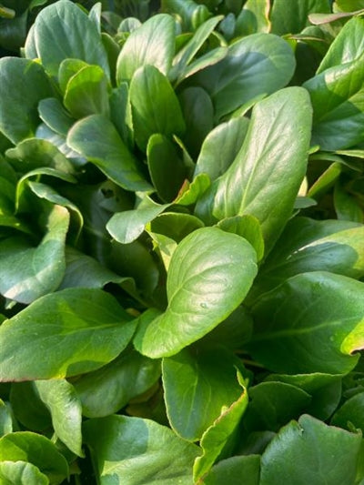 Bergenia cordifolia Bressingham White Pig-squeak Image Credit: Millgrove Perennials