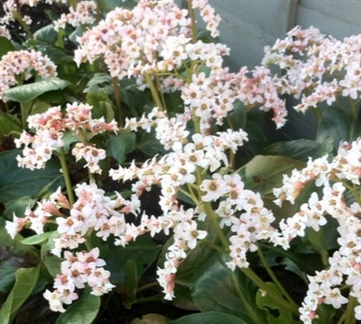 Bergenia cordifolia Bressingham White Pig-squeak Image Credit: Millgrove Perennials