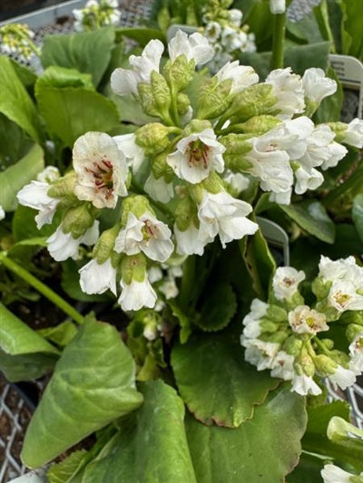 Bergenia cordifolia Snowtime Pig-squeak Image Credit: Millgrove Perennials