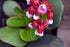 Bergenia cordifolia Rotblum Pig-squeak Image Credit: Photo by David J. Stang, CC BY-SA 4.0 <https://creativecommons.org/licenses/by-sa/4.0>, via Wikimedia Commons