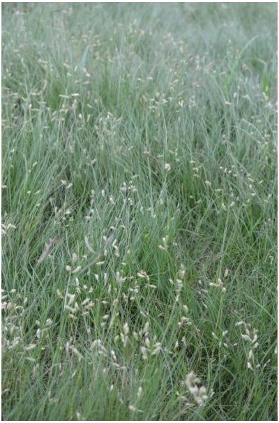 Bouteloua dactyloides Buffalo Grass image credit: Prairie Moon