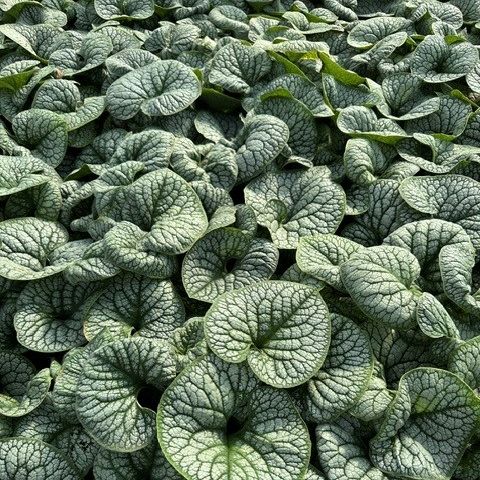 Brunnera macrophylla Sea Heart Siberian Bugloss Image Credit: Millgrove Perennials