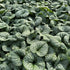 Brunnera macrophylla Sea Heart Siberian Bugloss Image Credit: Millgrove Perennials