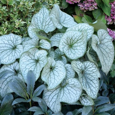 Brunnera macrophylla Alexander's Great Siberian Bugloss image credit: Terra Nova