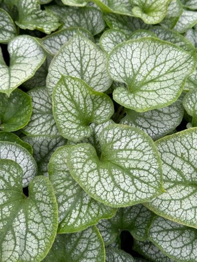 Brunnera macrophylla Jack Frost Siberian Bugloss Image Credit: Millgrove Perennials