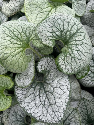 Brunnera macrophylla Queen of Hearts PW Siberian Bugloss Image Credit: Millgrove Perennials 