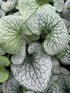 Brunnera macrophylla Queen of Hearts PW Siberian Bugloss Image Credit: Millgrove Perennials 