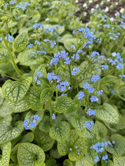 Brunnera macrophylla Queen of Hearts PW Siberian Bugloss Flowers Image Credit: Millgrove Perennials