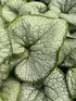 Brunnera macrophylla Silver Heart Siberian Bugloss Image Credit: Millgrove Perennials