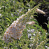 Buddleia davidii White Profusion Butterfly Bush Image Credit: NVK Nurseries