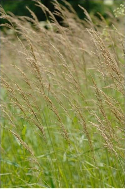 Calamagrostis canadensis Reed Grass image credit: Prairie Moon Nursery