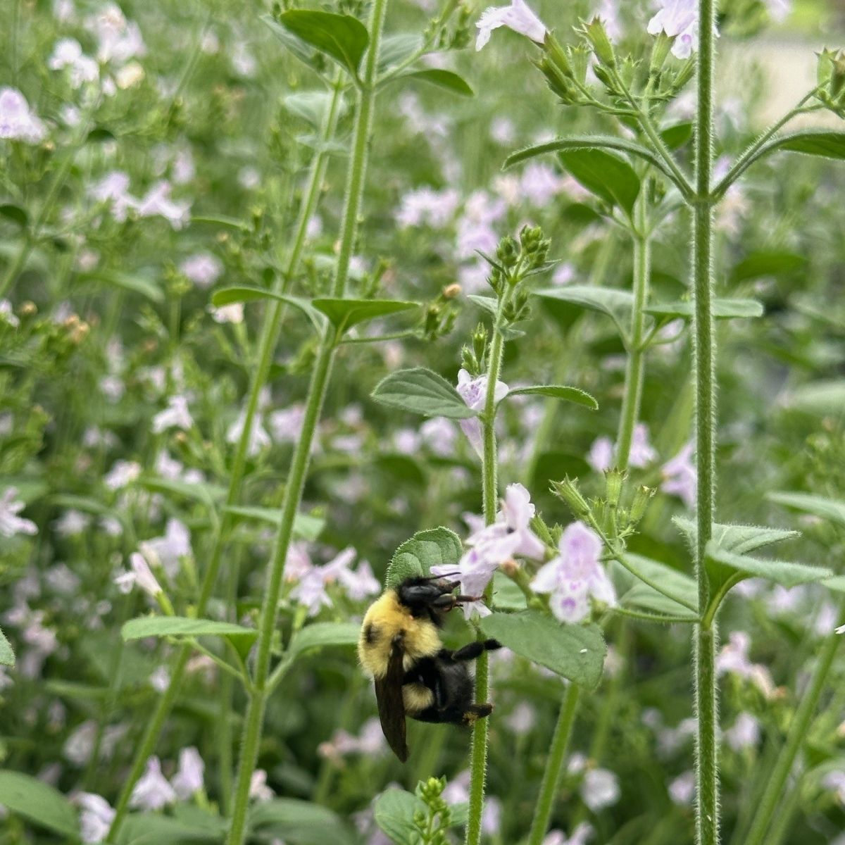 Calamintha nepeta ssp. Blue Cloud Calamint Image Credit: Millgrove Perennials