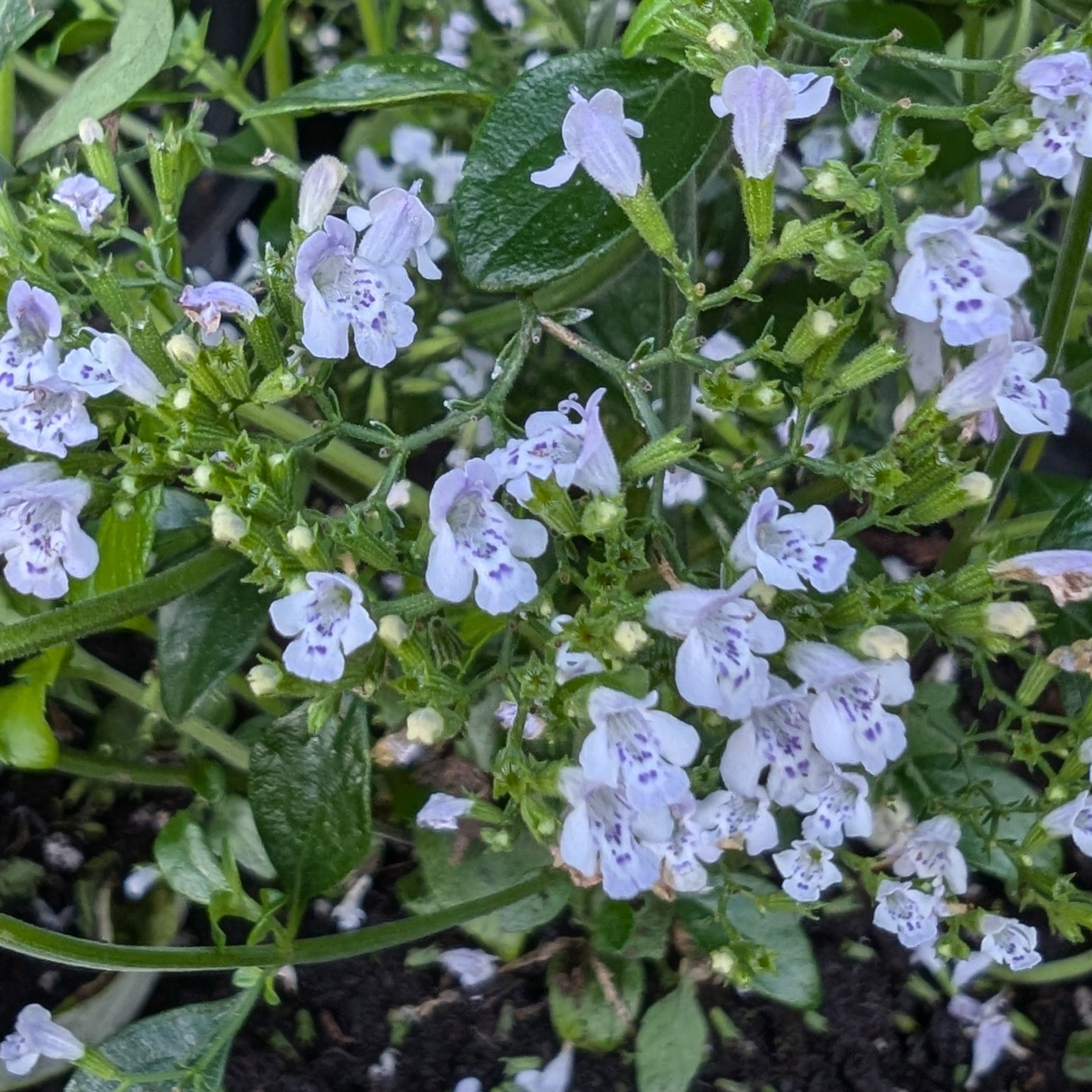 Calamintha nepeta ssp. Nepeta Calamint Image Credit: Chaz Morenz 20240926