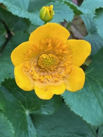 Caltha palustris Marsh Marigold image credit: Millgrove Perennials