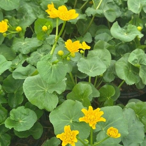 Caltha palustris Marsh Marigold Image Credit: Millgrove Perennials