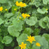 Caltha palustris Marsh Marigold Image Credit: Millgrove Perennials