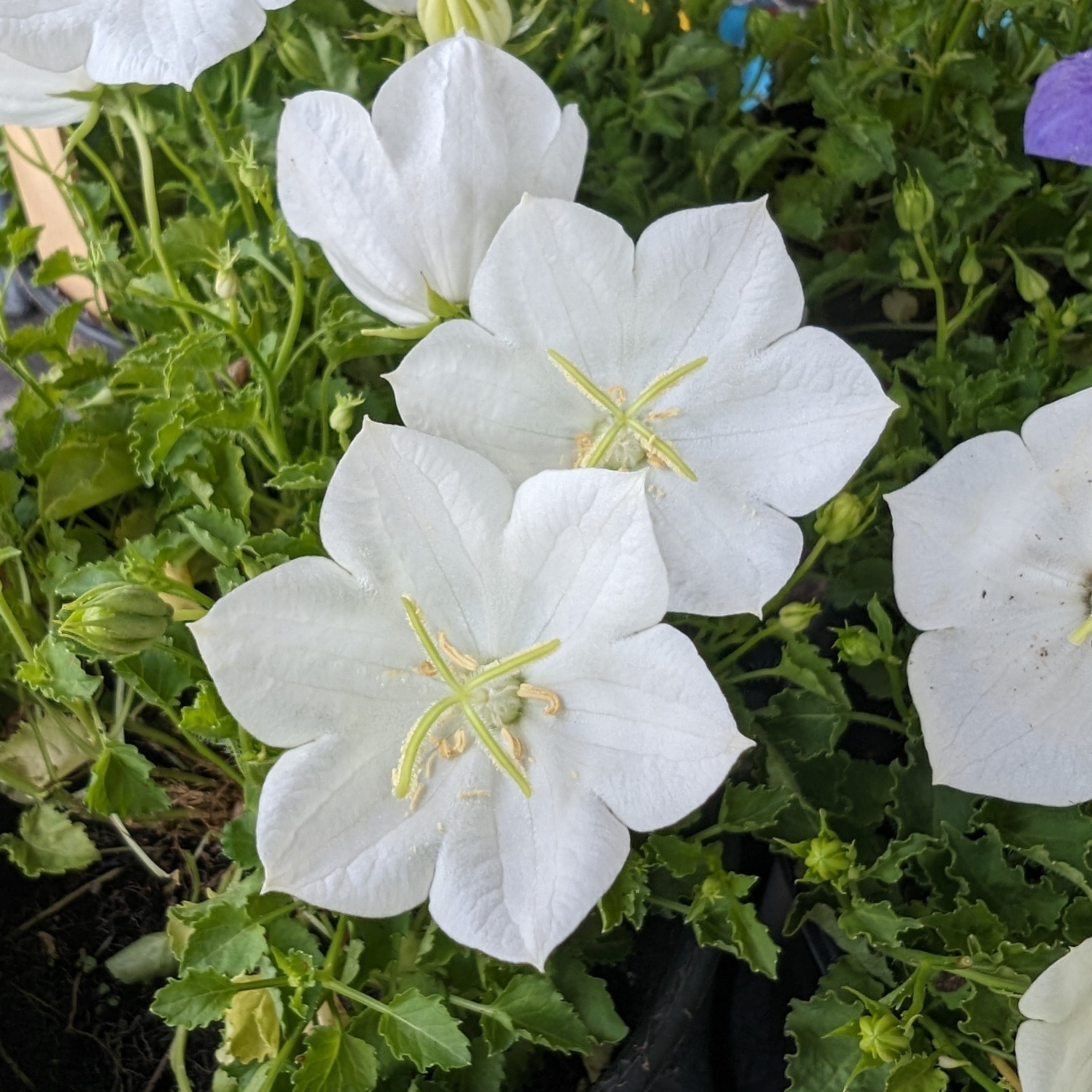 Campanula carpatica Rapido White Carpathian Bell Flower Image Credit: Chaz Morenz 20240618