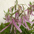 Campanula hybrid Pink Octopus Bell Flower Image Credit: Chaz Morenz 20240618