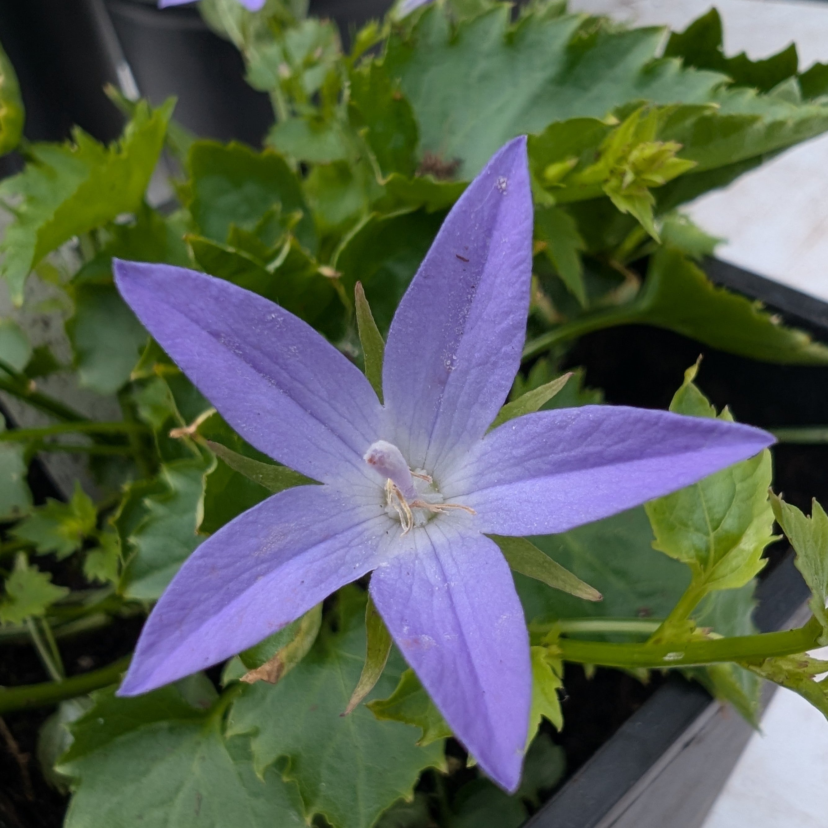  Campanula poscharskyana Blue Waterfall Serbian Bell Flower Image Credit: Chaz Morenz 2026-07-07 