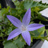  Campanula poscharskyana Blue Waterfall Serbian Bell Flower Image Credit: Chaz Morenz 2026-07-07 