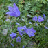 Campanula rotundifolia Bell Flower  Image Credit: Chaz Morenz 20240618