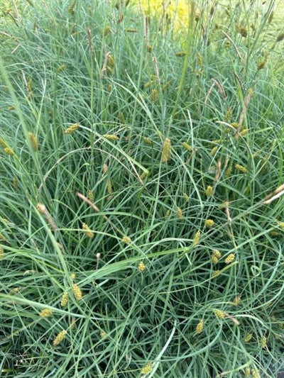 Carex glauca Blue Zinger Sedge Image Credit: Millgrove Perennials