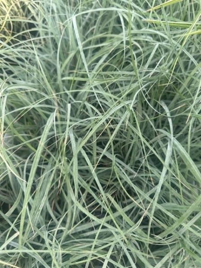 Carex glauca Blue Zinger Sedge Image Credit: Millgrove Perennials