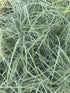 Carex glauca Blue Zinger Sedge Image Credit: Millgrove Perennials
