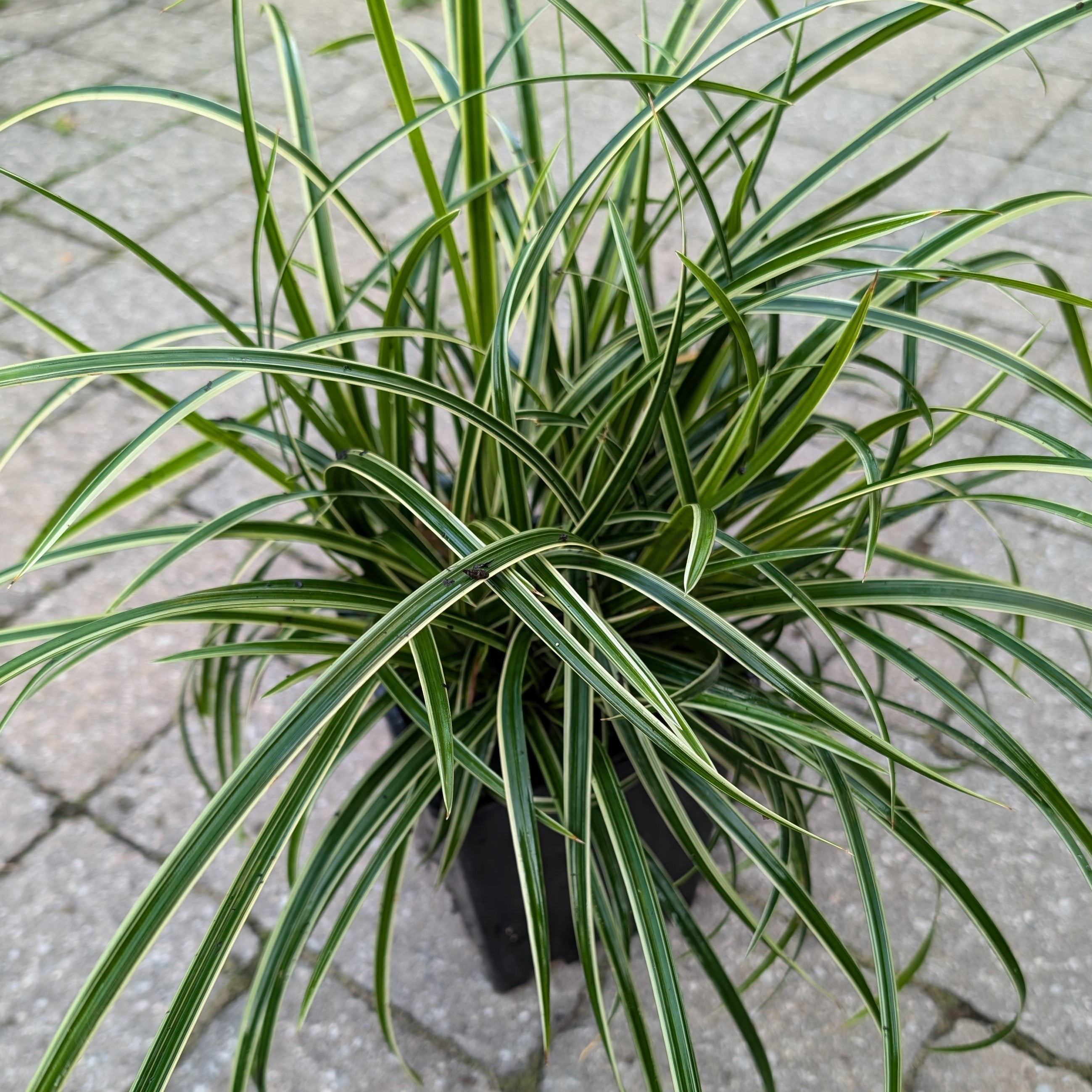 Carex morrowii Ice Dance Sedge Image Credit: Chaz Morenz 20240911