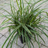 Carex morrowii Ice Dance Sedge Image Credit: Chaz Morenz 20240911