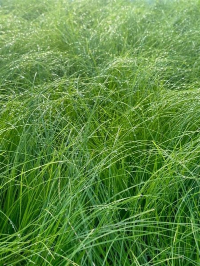 Carex pensylvanica Sedge Image Credit: Millgrove Perennials