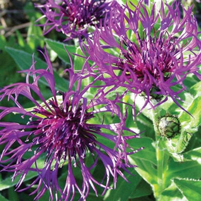 Centaurea montana Amethyst Dream Cornflower image credit: Ball Horticulture