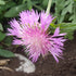 Centaurea dealbata Cornflower Image Credit: Chaz Morenz 20281017