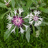 Centaurea montana Amethyst in snow Cornflower Image Credit: Chaz Morenz 2024 05 08