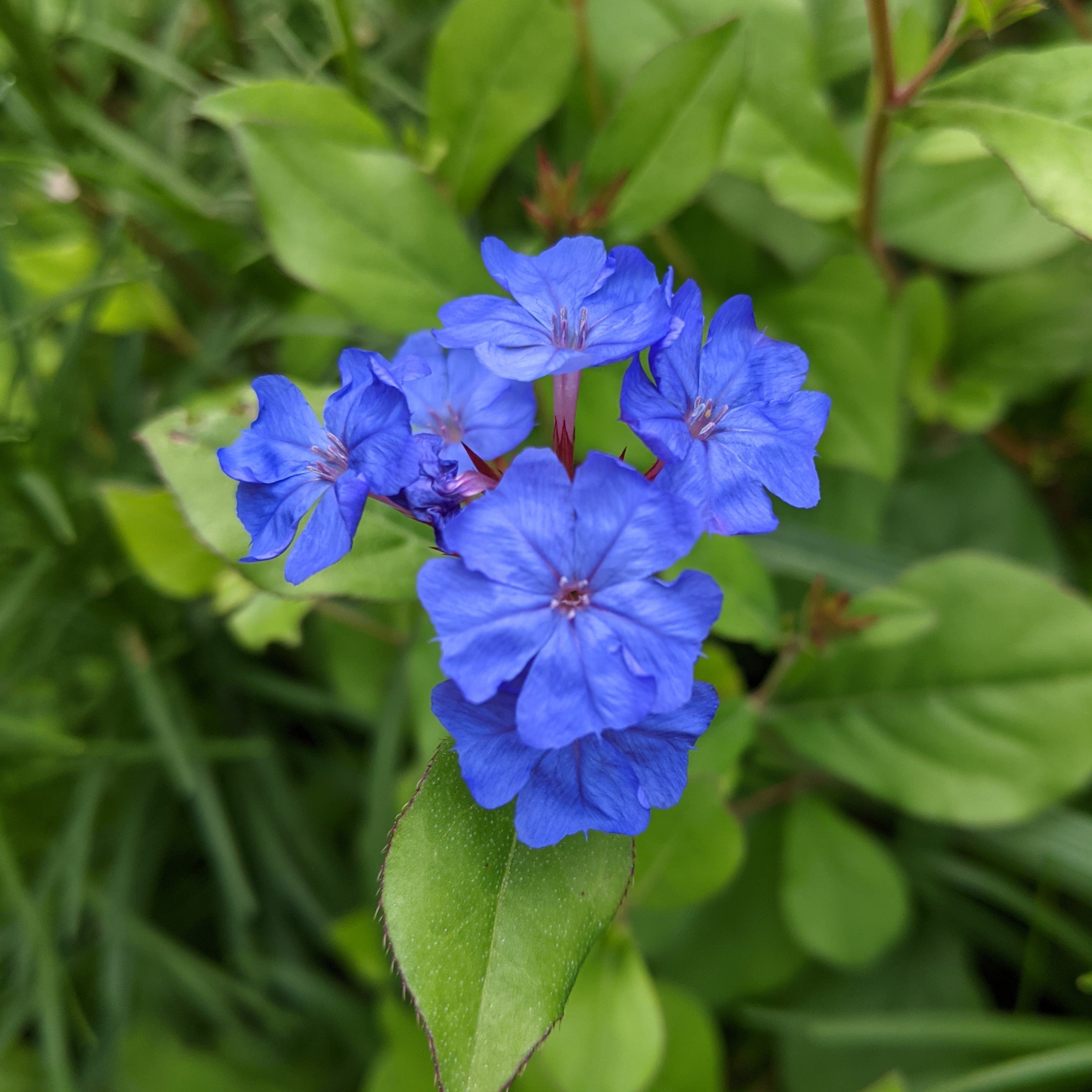 Ceratostigma plumbaginoides Blue Leadwort Image Credit: Chaz Morenz 20210715