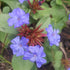 Ceratostigma plumbaginoides Blue Leadwort Image Credit: Chaz Morenz 20280829