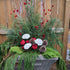 Winter planter candy cane colours