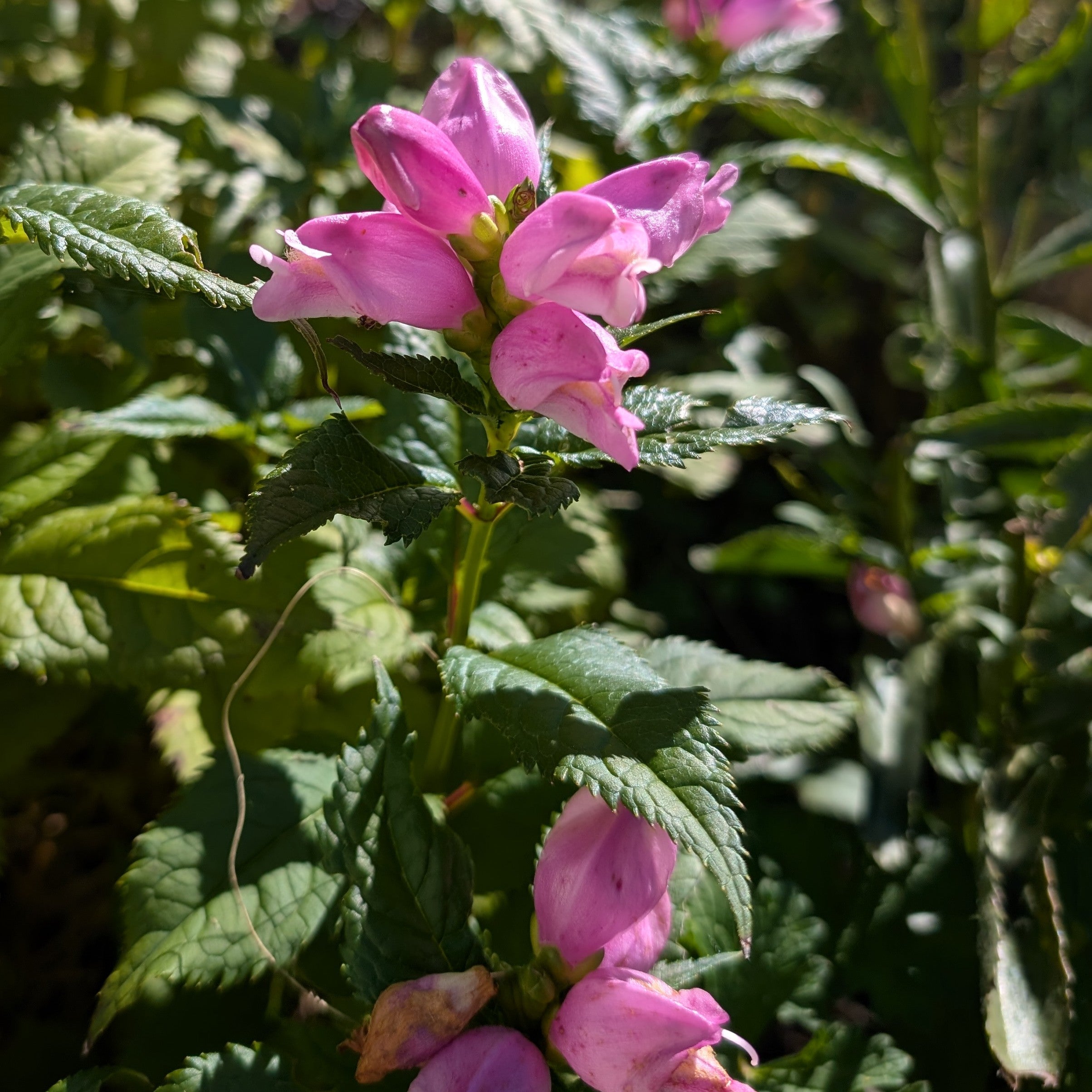 Chelone obliqua Hot Lips Turtlehead Image Credit: Chaz Morenz 20250928
