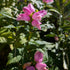 Chelone obliqua Hot Lips Turtlehead Image Credit: Chaz Morenz 20250928
