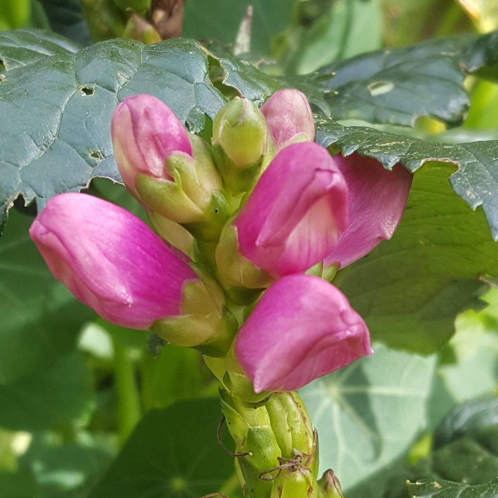 Chelone obliqua Hot Lips Turtlehead Image Credit Chaz Morenz 20181017