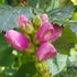 Chelone obliqua Hot Lips Turtlehead Image Credit Chaz Morenz 20181017