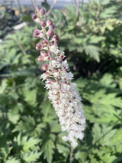 Cimicifuga Atropurpurea Snakeroot Bugbane Flowers Image Credit: Millgrove Perennials