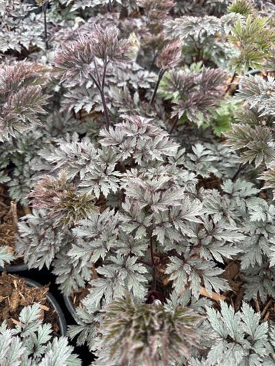 Cimicifuga Brunette Snakeroot Bugbane Foliage: Image Credit: Millgrove Perennials