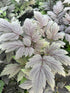 Cimicifuga Brunette Snakeroot Bugbane Foliage: Image Credit: Millgrove Perennials