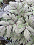 Cimicifuga Pink Spike Snakeroot Bugbane Foliage Image Credit: Millgrove Perennials