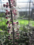 Cimicifuga Pink Spike Snakeroot Bugbane Flower Image Credit: Millgrove Perennials