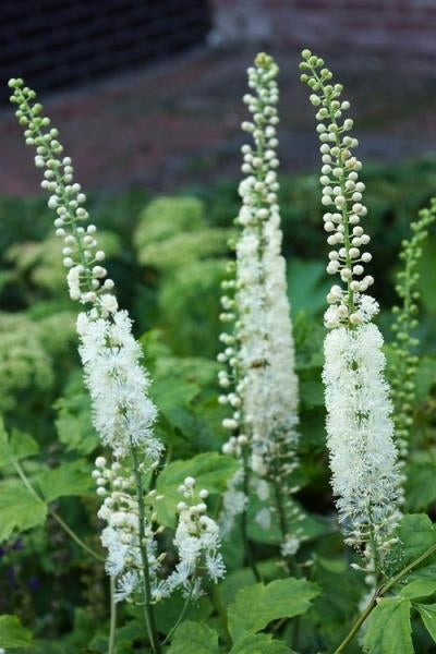 Cimicifuga racemosa Snakeroot Bugbane Image Credit: DeVroomen Gardens