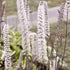 Cimicifuga ramosa Hillside Black Beauty Snakeroot Bugbane Image Credit: Walters Gardens